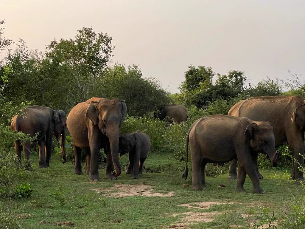 Wild elephant herd at Udawalawe National Park